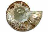 Cut & Polished Ammonite Fossil (Half) - Madagascar #364881-1